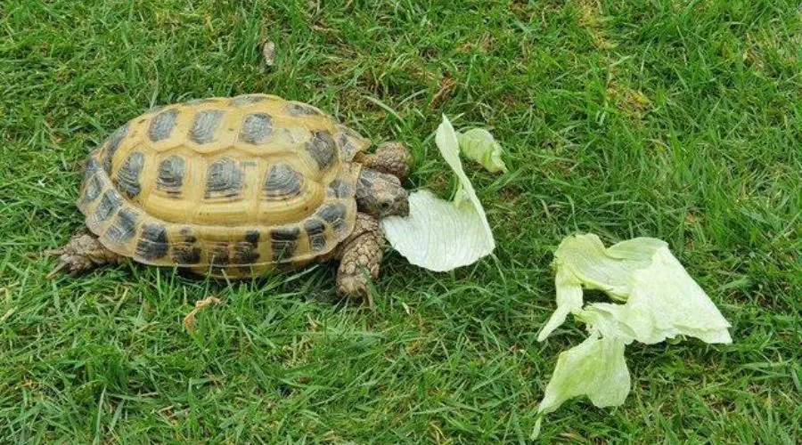 Horsefield Tortoise