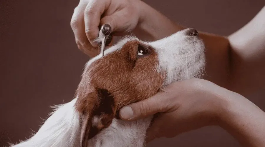 Dog grooming supplies
