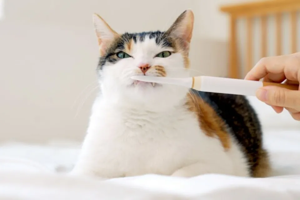 cat toothbrush