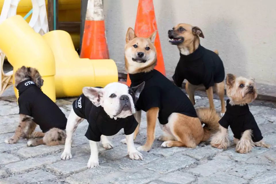 Dog Clothing & Accessories