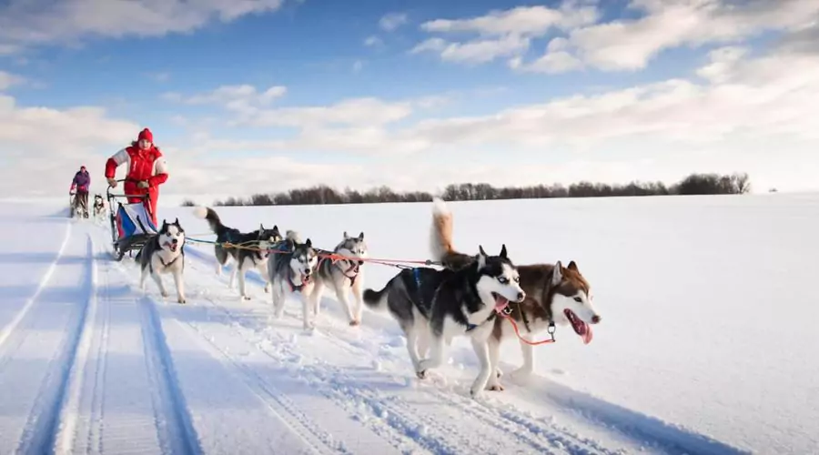 Go Dog Sledding